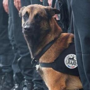 Diesel il cane eroe ucciso durante il blitz in Francia