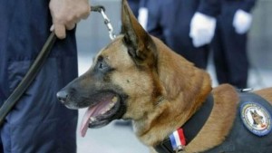 diesel il cane eroe ucciso durante il blitz in Francia (2)