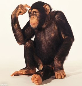 chimp-perplesso