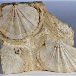 fig. 3 – clamys fossile -catawiki